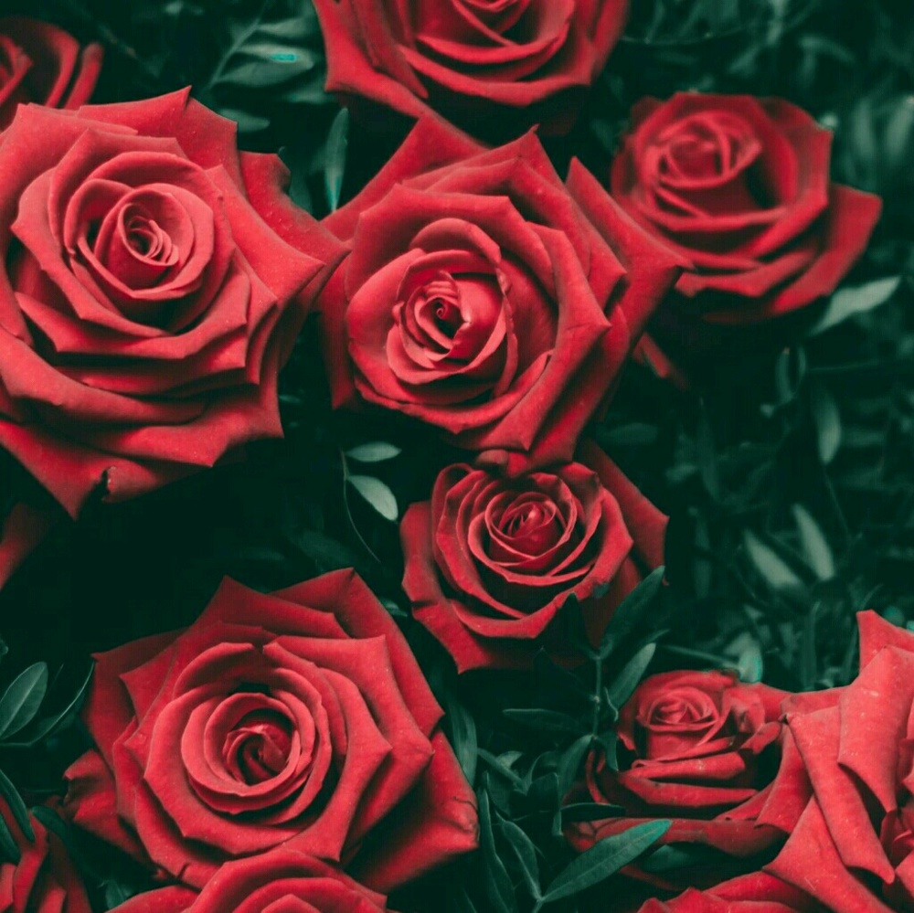 Meet your Posher, Giana